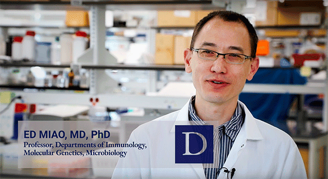 Duke's Ed Miao, MD, PhD