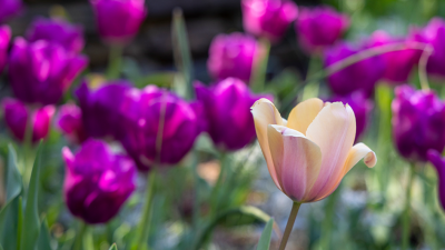 a single pink tulip in a field of purple ones. 
