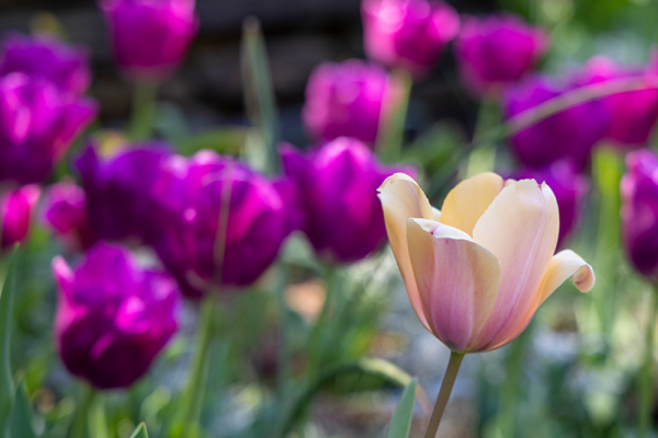 a single pink tulip in a field of purple ones. 