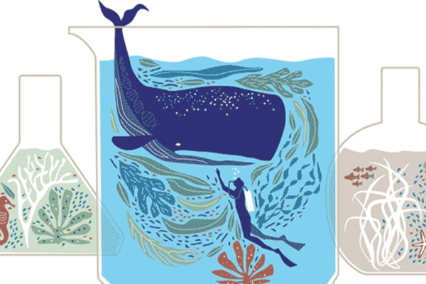 Drawing of a Sperm Whale swimming with a diver between two beakers with sea scapes inside. 