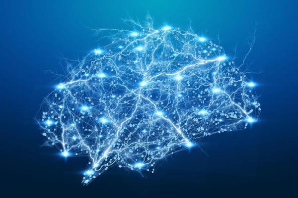 Illustration of the brain