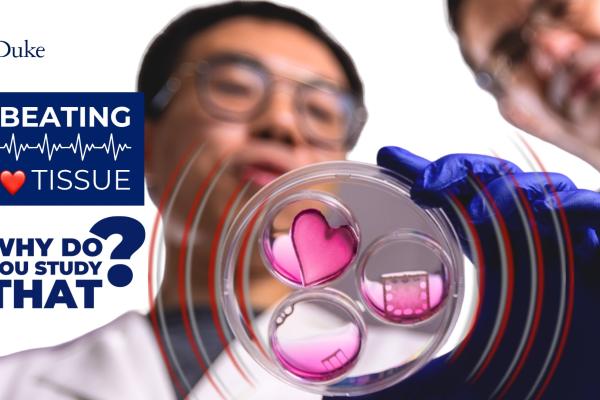 Scientist with petri dish with heart shapes in it with text "Beating Tissue. Why Do You Study That?"