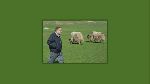 T. Rudolph “Rudy” Howell walking on his farm with cattle in the background