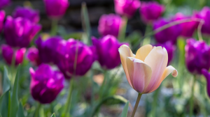 a single pink tulip in a field of purple ones. 