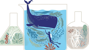 Drawing of a Sperm Whale swimming with a diver between two beakers with sea scapes inside. 