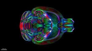 An image of the mouse brain from the Duke Mouse Brain Atlas