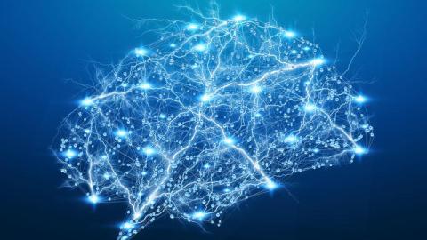Illustration of the brain