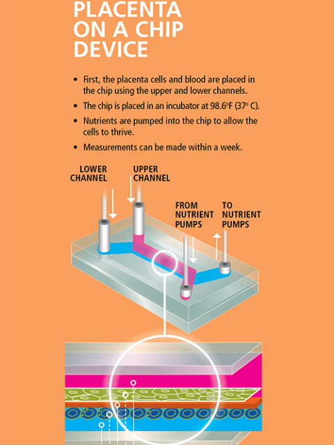 a chart describing the Placenta on a chip device